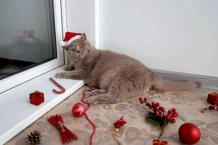 British lilac cat in red Christmas hat lie near Christmas decorations on floor.の写真素材