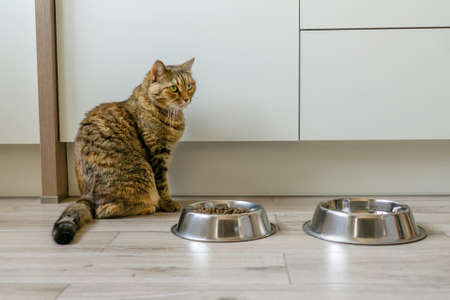 Beautiful cat in the kitchen near bowls of dry cat food.の写真素材