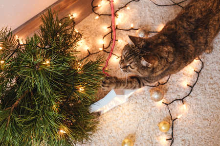 Brown cat play near the Christmas tree, decorations on floor. Christmas holidays and new year concept.の写真素材