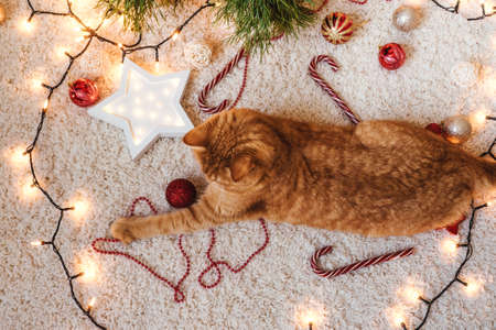 Ginger cat play near the Christmas garland, decorations on floor. Christmas and new year. Top view.の写真素材