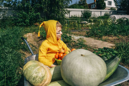 Cute boy sitting in wheelbarrow with harvest.の写真素材