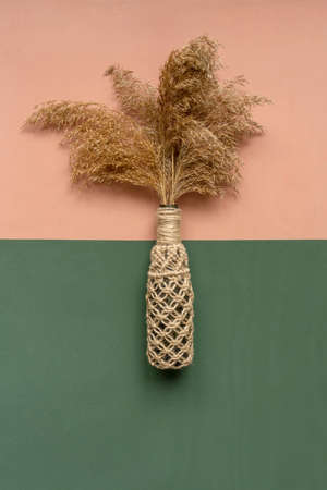Pampas grass in vase on dual background.