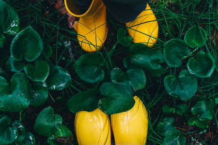 Yellow rubber boots on green grass. Above.の写真素材