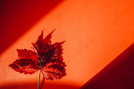 Red Christmas flower above, shadow on redの写真素材