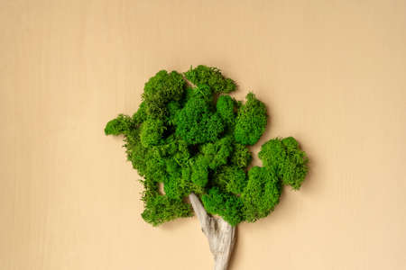 Ecological concept. Tree from moss on beige.の写真素材