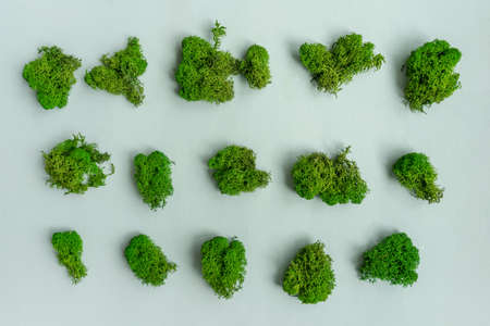 Natural green moss texture on blue background.の写真素材