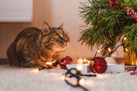 Brown cat lies near the Christmas tree.の写真素材