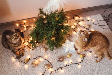 Two cats plays near the Christmas tree.