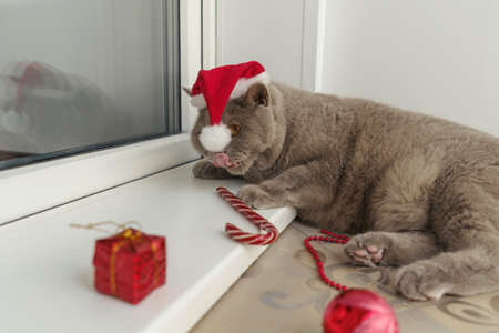 British lilac cat in red Christmas hat.の写真素材
