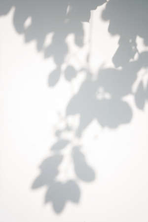 Shadow of foliage on white background. Overlay.の写真素材
