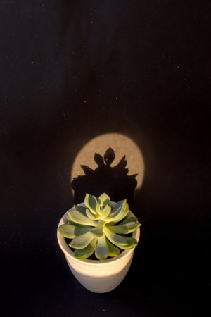 Succulent on a black starry background. A beautiful shadow in a sunny circle. Vertical, copy space.の写真素材