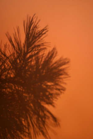 Shadow of pine branch on orange background. Sun day. Overlay, copy space. Vertical.の写真素材