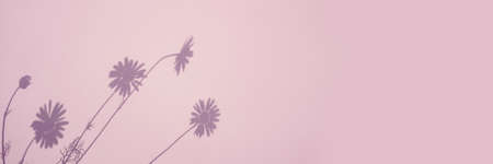 Shadow of flowers on pink background. Sun day. Web banner, copy space.の写真素材