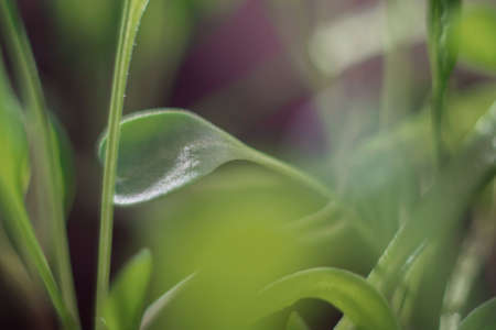 Green macro leaves, beautiful abstract natural background.. Selective focus.の写真素材