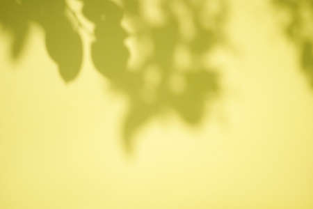 Shadow of leaves tree on yellow background. Sun day. Overlay, copy space.の写真素材
