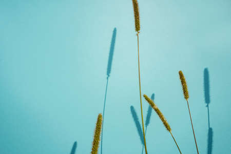 Ears with shadows on blue background. Sun day. Copy space.の写真素材