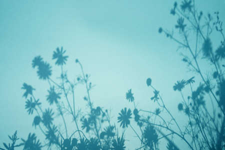 Shadow of flowers on blue background. Sun day. Overlay, copy space.