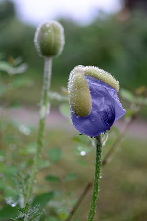 Violet flowers bud poppy in raindrops, vertical.の写真素材
