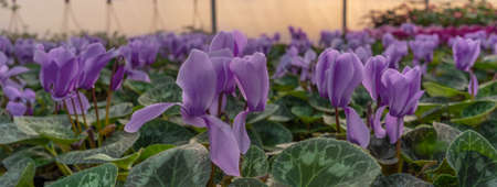 Lot of purple flowers cyclamen in greenhouse.の写真素材