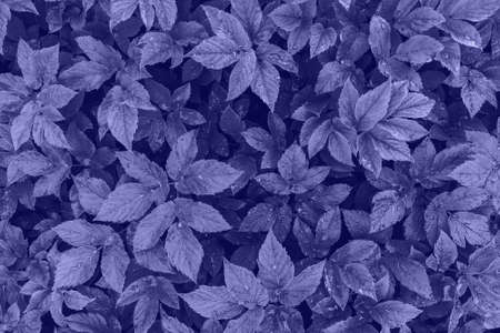 Purple leaf texture background. Trendy color 2022. Copy space.の写真素材