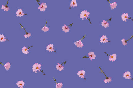 Pink Flower blossom pattern on purple background.の写真素材