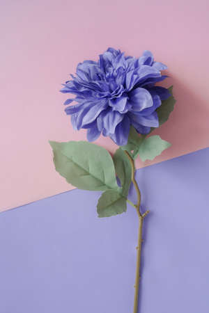 Big single Purple flower on pink purple background.の写真素材