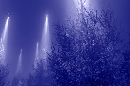 Night forest fantasy landscape with purple neon light.の写真素材