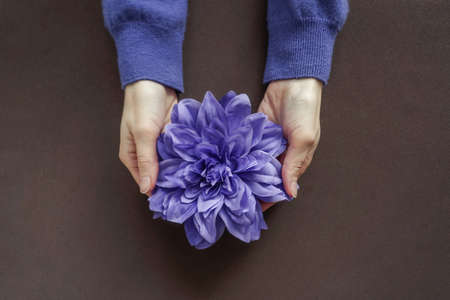 Purple flower in hands on brown background.の写真素材