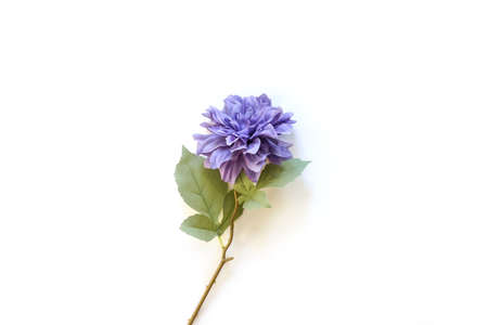 Big single Purple flower on white background.の写真素材