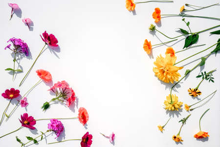 Flowers composition on white background with copy space.の写真素材
