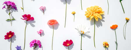 Floral pattern on white background, web banner.の写真素材