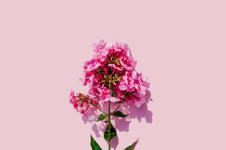 Pink beautiful flower phlox on pink background.の写真素材
