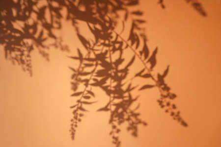 Shadow of tree foliage on orange background. Overlay