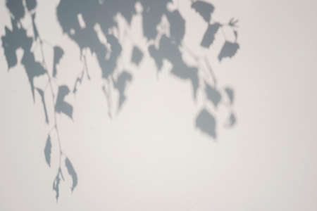 Shadow of foliage on white background. Overlay.の写真素材