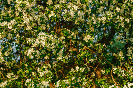 Blooming apple tree full frame. Copy space.