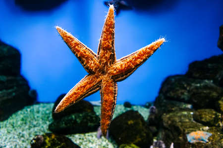 Starfish stuck to the wall of the aquarium.の写真素材