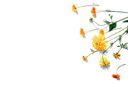 Flowers composition on white background with copy space.