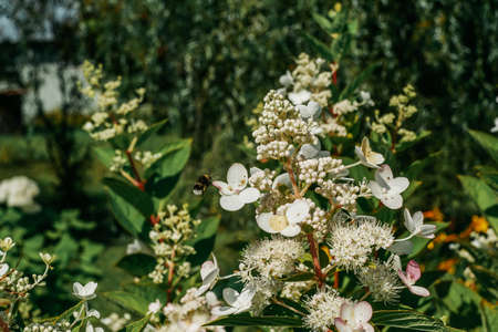Hello spring concept, branch of blooming bush.の写真素材