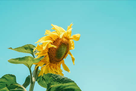 Sunflower blooming on blue sky background. Copy space.の写真素材