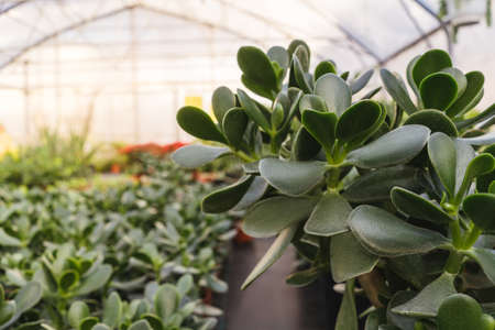 Crassula close-up. Greenhouse with plants in pots.の写真素材