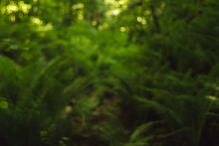 Summer abstract green natural background. Blurred, copy space.の写真素材