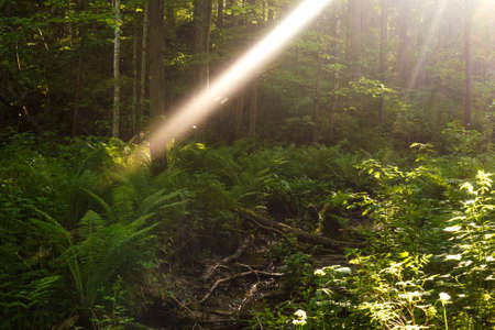 Fern in the forest and sun rays.の写真素材