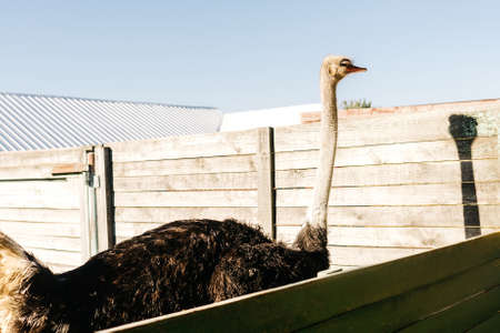 Ostrich bird on an ostrich farm outdoor. Sunny day.の写真素材