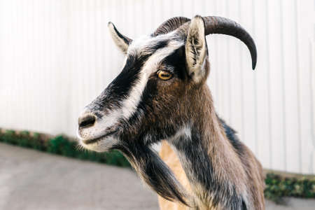Close-up portrait of goat looking at the camera. Outdoor, white background.の写真素材