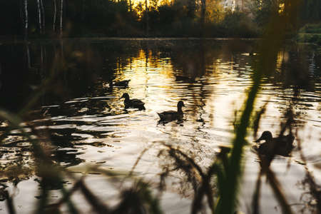Ducks swim in the swamp at sunset, grass silhouette on foreground.の写真素材