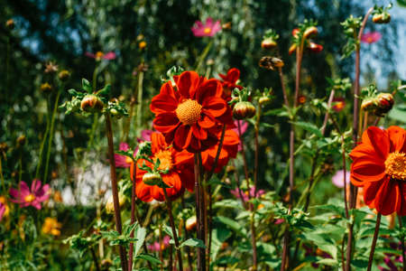 Red Flowers front view, beautiful festive natural background. For mothers day, women's day.の写真素材