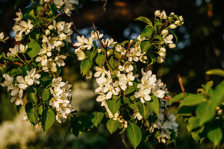 Blooming apple tree, close up branch. Copy space. Festive background for valentines day, womens day.の写真素材
