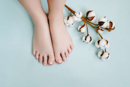 Feet with a pink pedicure on a blue background with a branch of cotton. Copy space.の写真素材
