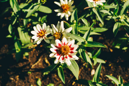 Flowers top view, beautiful festive natural background. For mothers day, women's day.の写真素材