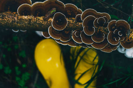Mushrooms growing on a tree, yellow rubber boots on green grass in forest. Top view.の写真素材